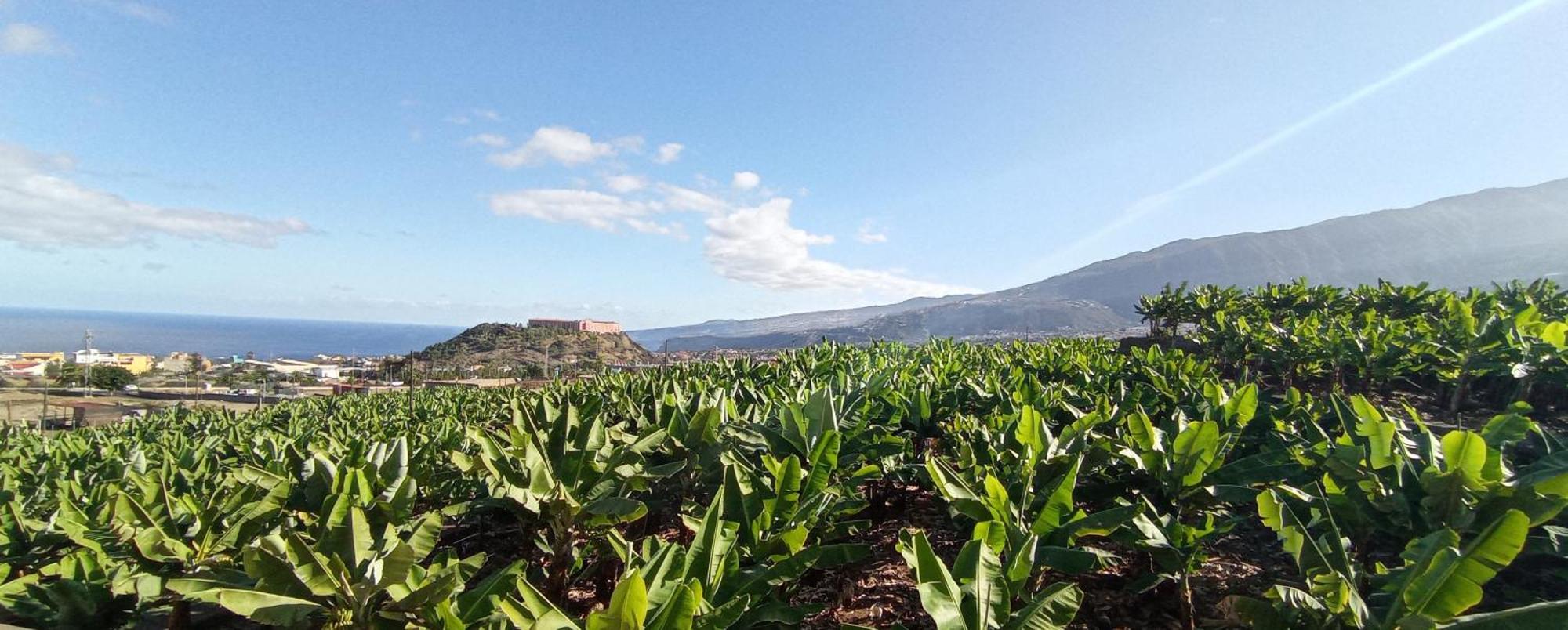 Parque La Luz Lägenhet La Orotava Exteriör bild
